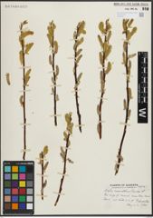 Foto von Salix maccalliana Rowlee